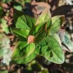 Hypericum androsaemum Ліст