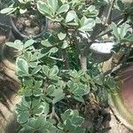 Pittosporum tenuifolium Folha