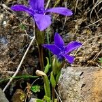 Gentianopsis ciliata ശീലം