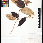 Miconia alborufescens Плод