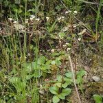 Micranthes californica Habit