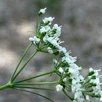 Conopodium majus Fiore