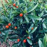Solanum pseudocapsicum 果實