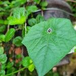 Rytidostylis carthagenensis Leaf