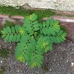 Phyllanthus caroliniensis Лист
