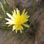 Scorzonera aristata Flower