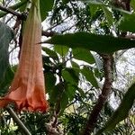 Brugmansia suaveolens Blomst