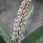 Polystachya polychaete Flower