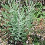 Fritillaria persica Bark