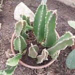 Stapelia gigantea Blad