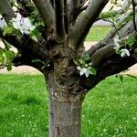 Malus spectabilis Bark