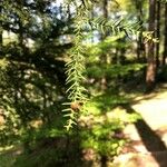 Cryptomeria japonica 葉