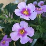 Sutera cordata Fula