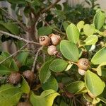 Psidium cattleyanum Plod