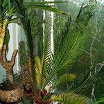 Cycas revoluta ശീലം
