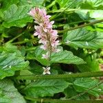 Francoa appendiculata Lorea