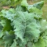 Crambe maritima Blad