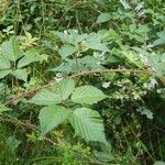 Rubus bertramii Blad