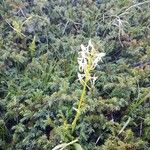 Platanthera bifoliaVirág