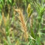 Festuca ambigua Fruit