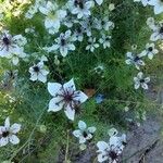 Nigella hispanica Blomst