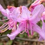Rhododendron wadanum Цветок
