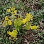 Smyrnium perfoliatum Flower