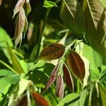 Detarium macrocarpum Blatt