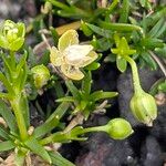 Sagina procumbens പുഷ്പം