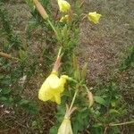 Oenothera glaziovianaVirág