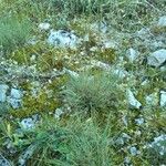 Festuca marginata Habit