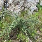 Ceanothus crassifolius Habit