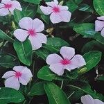 Catharanthus roseus Flower