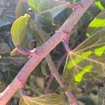 Hedera colchica Corteza