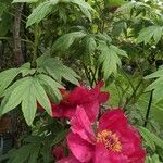 Paeonia × suffruticosa Листок