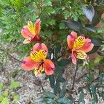 Alstroemeria aureaŽiedas