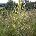 Verbascum pulverulentum Hábitos