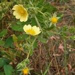 Potentilla recta Habit