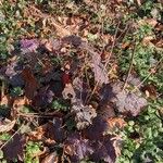 Heuchera micrantha Habitat