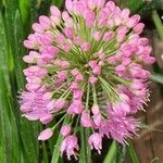 Allium angulosum Flor