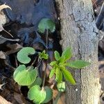 Ranunculus abortivus برگ