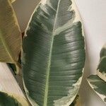 Ficus elasticaᱥᱟᱠᱟᱢ