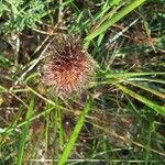 Trifolium lappaceum Blomma