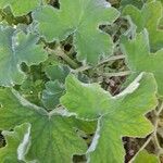 Pelargonium tomentosum Blatt