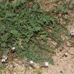 Erodium daucoides Habit