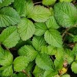 Potentilla indica Folha