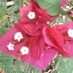 Bougainvillea spp. 花