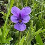 Viola bubanii Çiçek