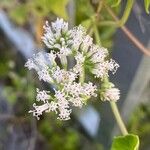 Mikania scandens Flower