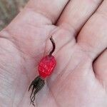 Rosa palustris Fruit